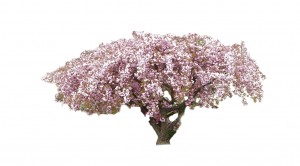 Wiśnia 'Kiku-shidare-zakura' DUŻE SADZONKI Pa 180-200 cm (Prunus)